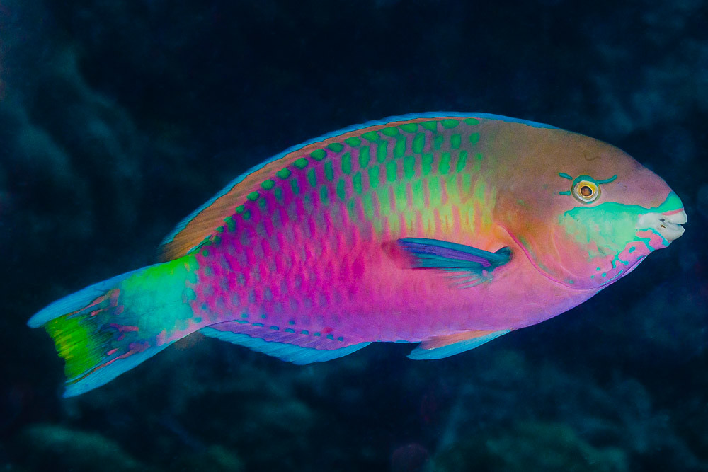 Quoy's Parrotfish, terminal phase - Scarus quoyi by zsispeo is licensed under CC BY-NC 2.0
